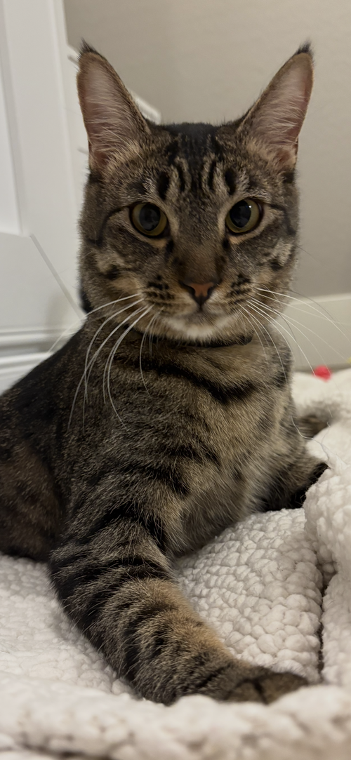 picture of the cat needing adoption