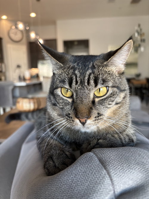 TITO - Domestic Short Hair available for adoption
