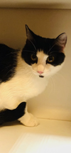 Domino