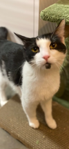 Domino
