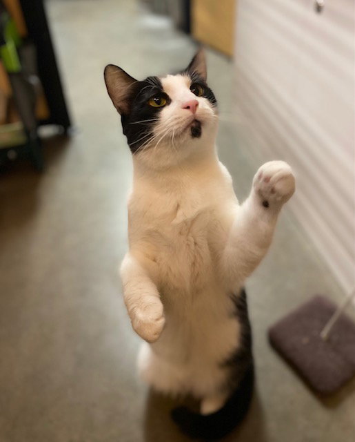 Domino