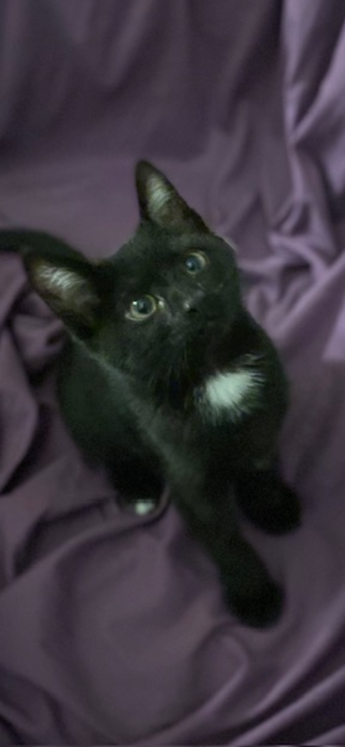 Remi