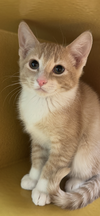 Biscotti