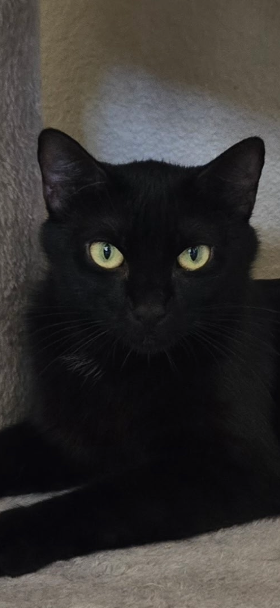 adoptable Cat in Scottsdale, AZ named Snow White