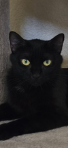adoptable Cat in scottsdale, AZ named Snow White