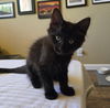 adoptable Cat in scottsdale, AZ named Happy