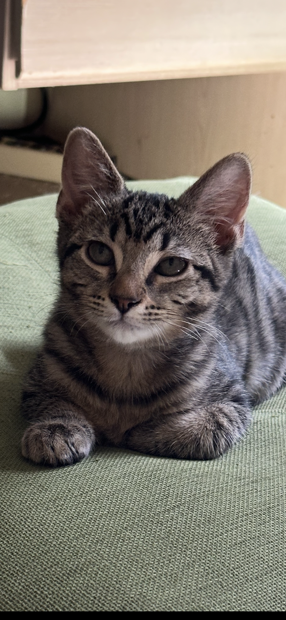 adoptable Cat in Scottsdale, AZ named Savannah