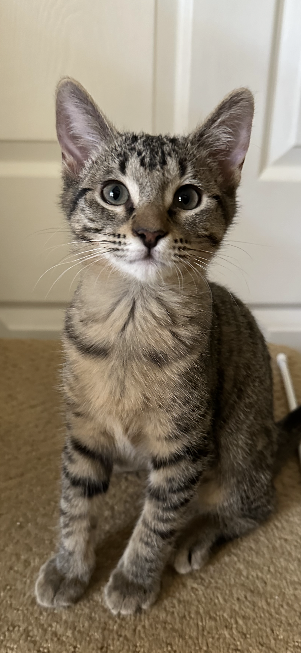 adoptable Cat in Scottsdale, AZ named Sydney