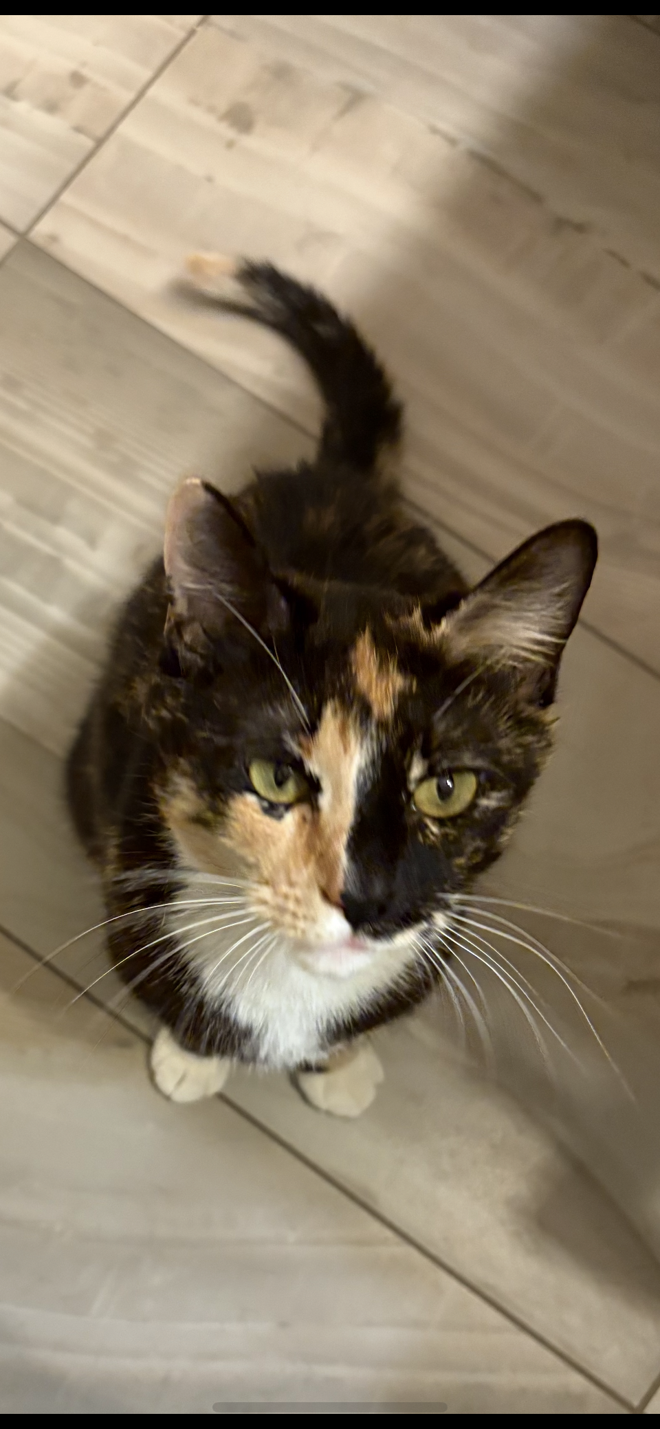 adoptable Cat in Scottsdale, AZ named Truffles