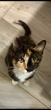 adoptable Cat in scottsdale, AZ named Truffles