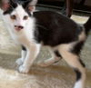 Pierre