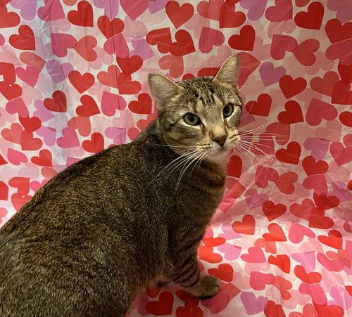 SLY - Domestic Short Hair available for adoption