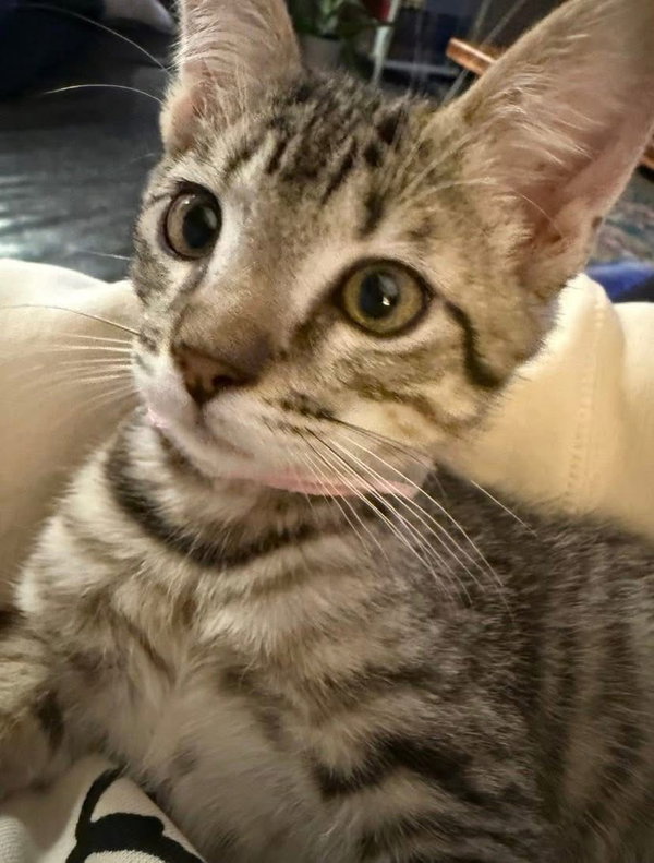 JillyBean
