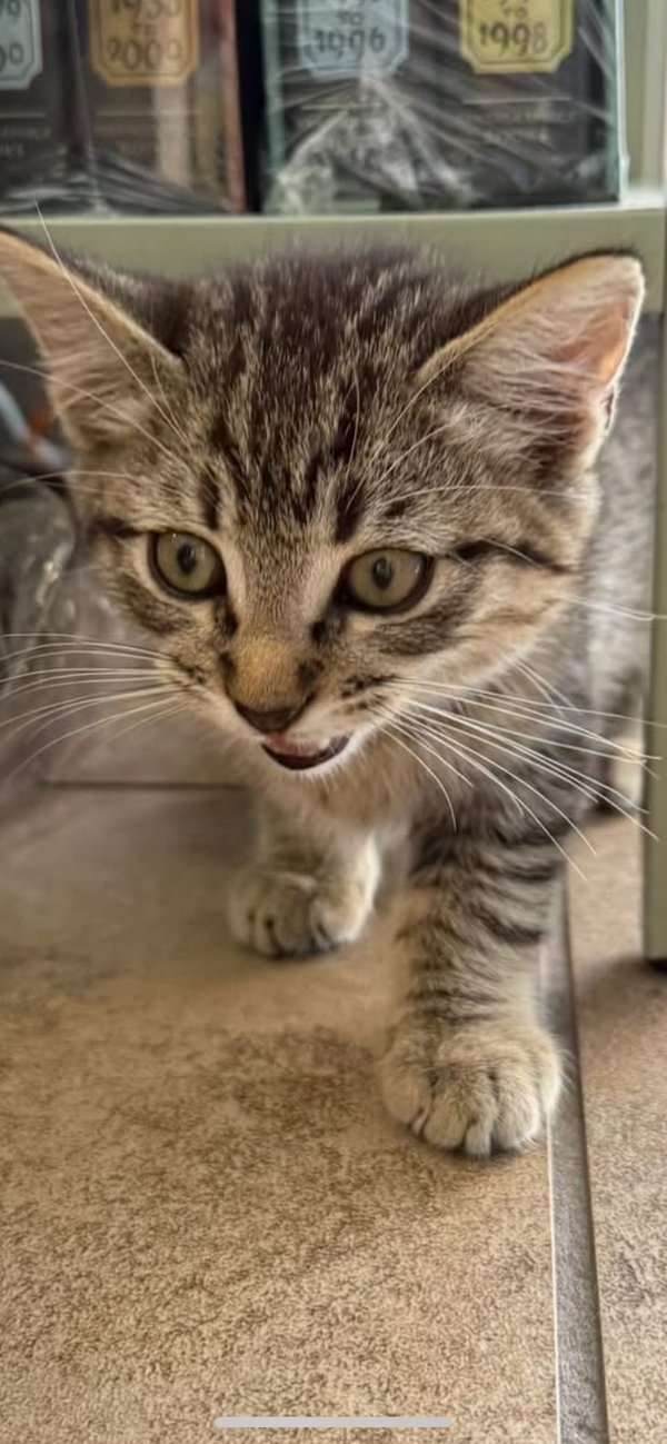 Gus