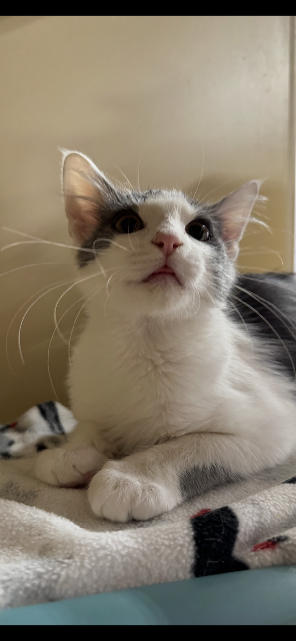 Benito