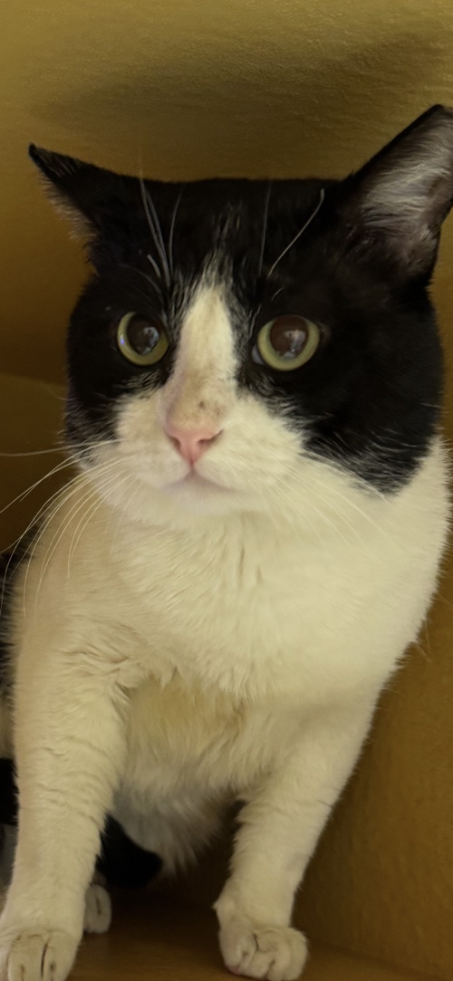 picture of the cat needing adoption