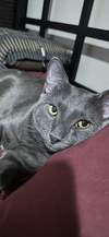 Ivan