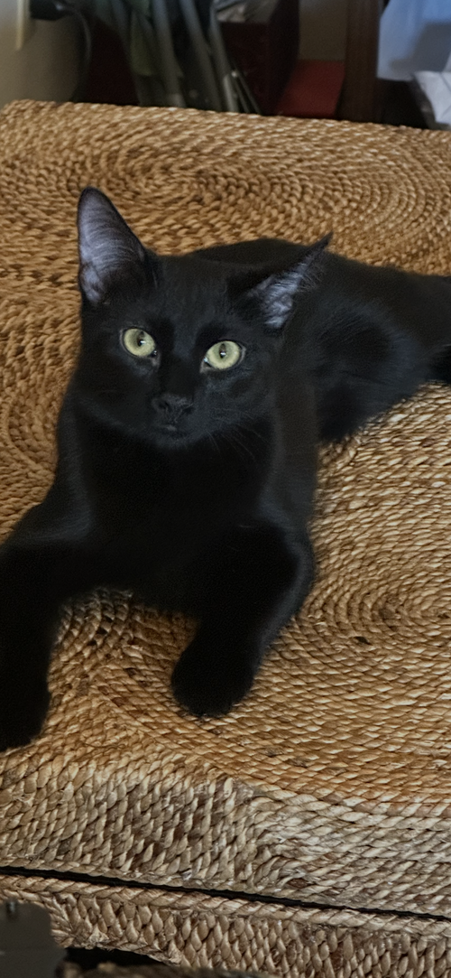 Olive