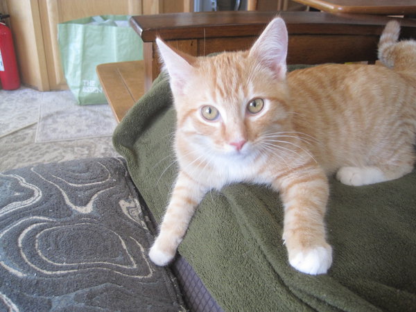 Pico