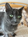 Tasha