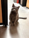 Tasha