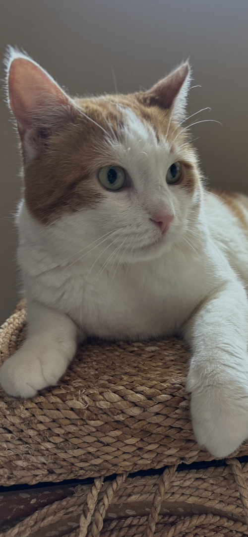 Spaghetti-O, Domestic Short Hair (short coat), cat for adoption in Apache Junction, Arizona