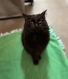 Mimosa