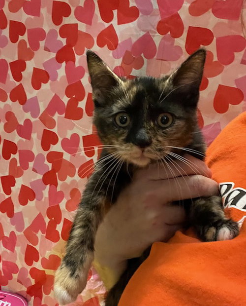 PRANCER - Domestic Short Hair available for adoption