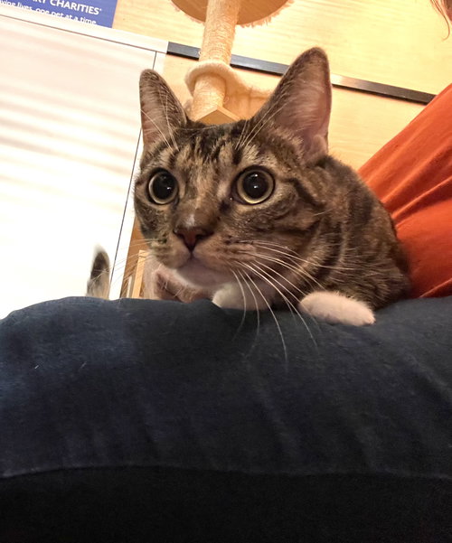 GG, an adoptable Domestic Short Hair in Scottsdale , AZ