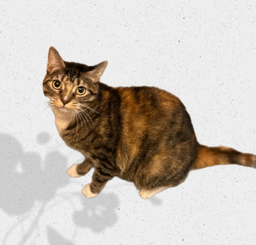 GG, an adoptable Domestic Short Hair in Scottsdale , AZ