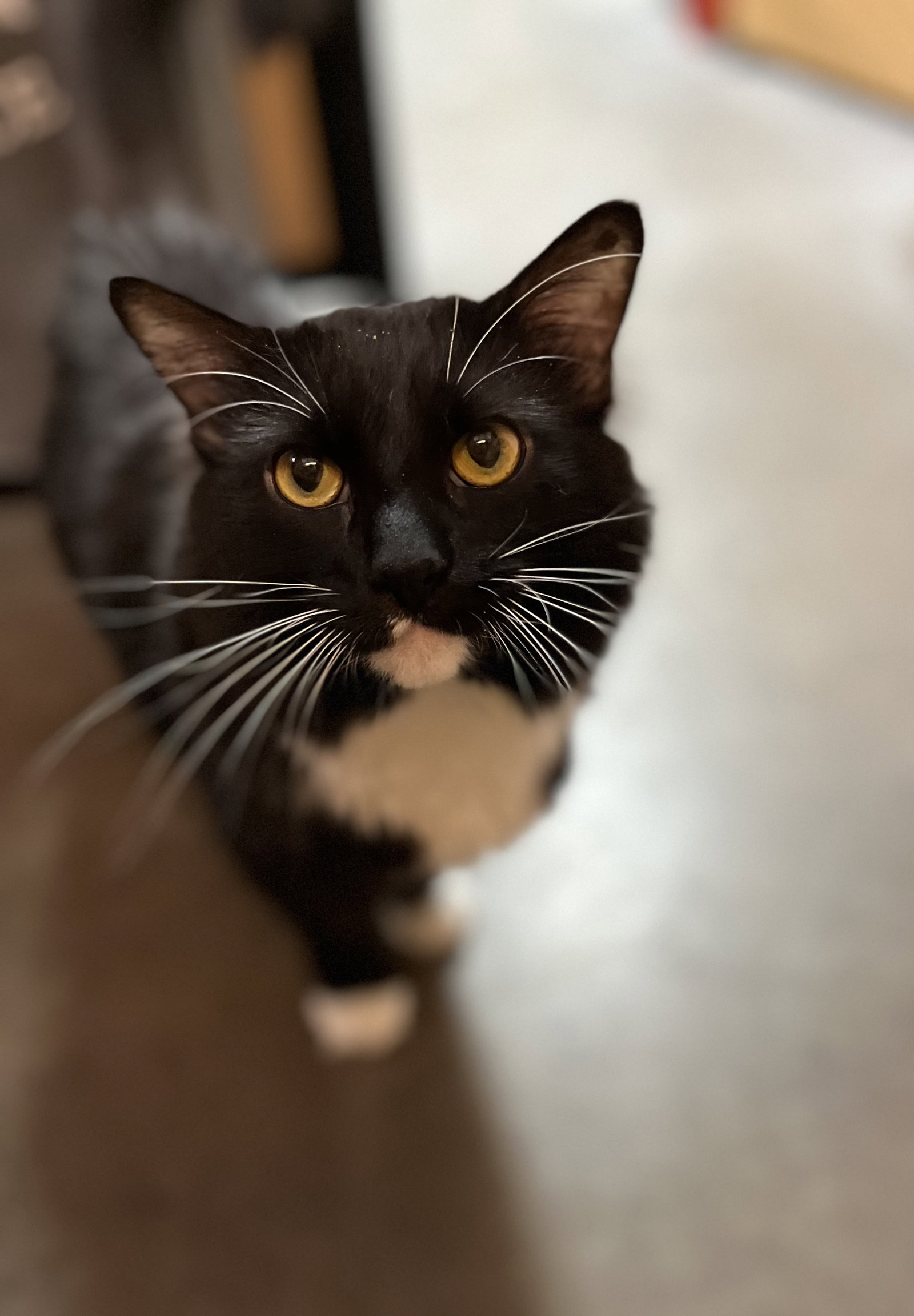 Timmy Image