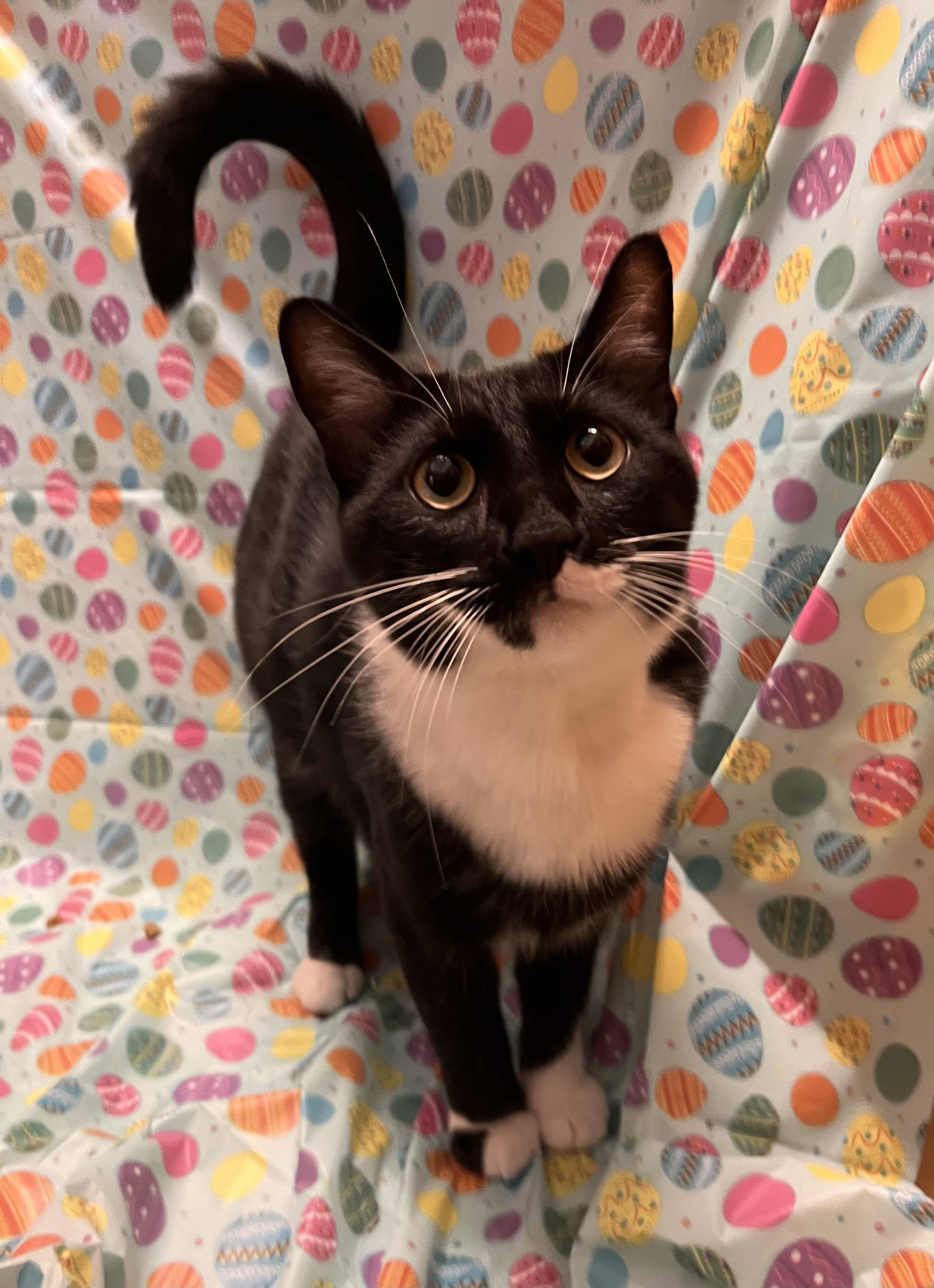 Tux