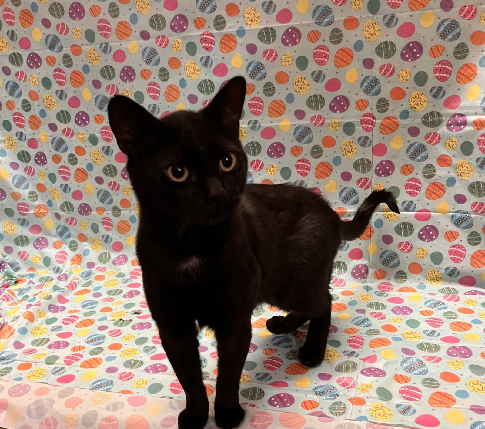 Salem