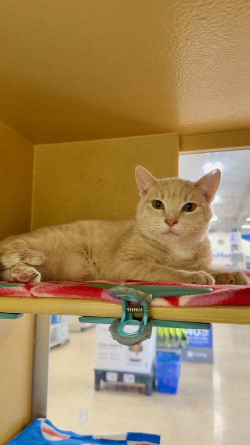Koko, Domestic Short Hair (short coat), cat for adoption in Apache Junction, Arizona