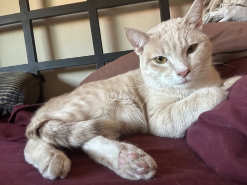 Koko, Domestic Short Hair (short coat), cat for adoption in Buckeye, Arizona