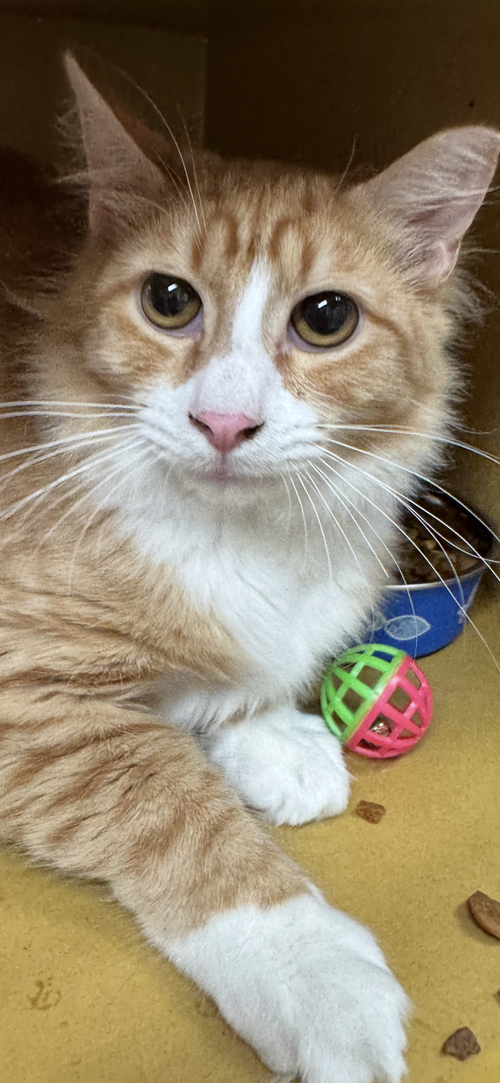 Garfield
