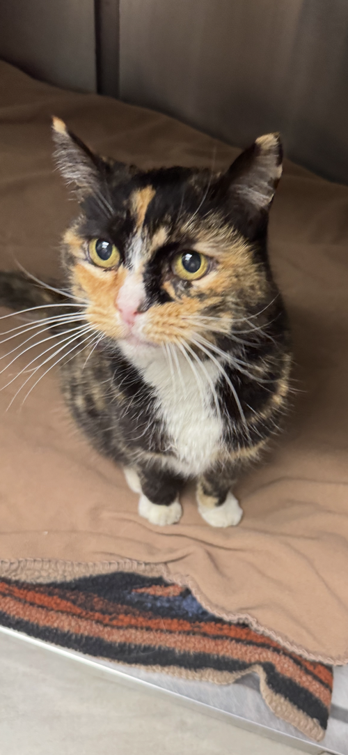 Jasmine, Calico (short coat), cat for adoption in Apache Junction, Arizona