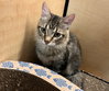 Tommy (bonded with Lily)