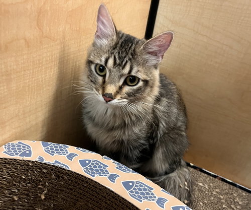 Tommy (bonded with Lily), Domestic Medium Hair (medium coat), cat for adoption in Apache Junction, Arizona