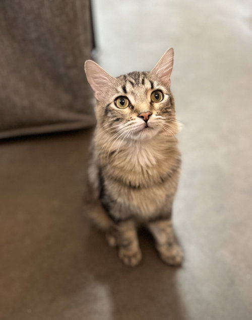 Tommy (bonded with Lily)