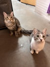 Tommy (bonded with Lily)