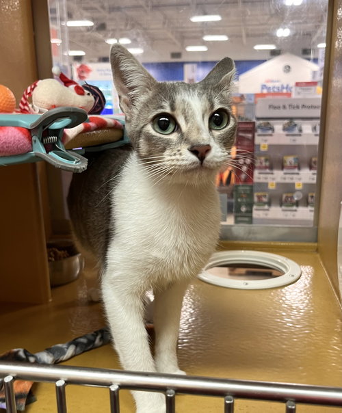 Lily (bonded with Tommy), Domestic Short Hair (short coat), cat for adoption in Apache Junction, Arizona