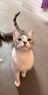 Lily (bonded with Tommy)