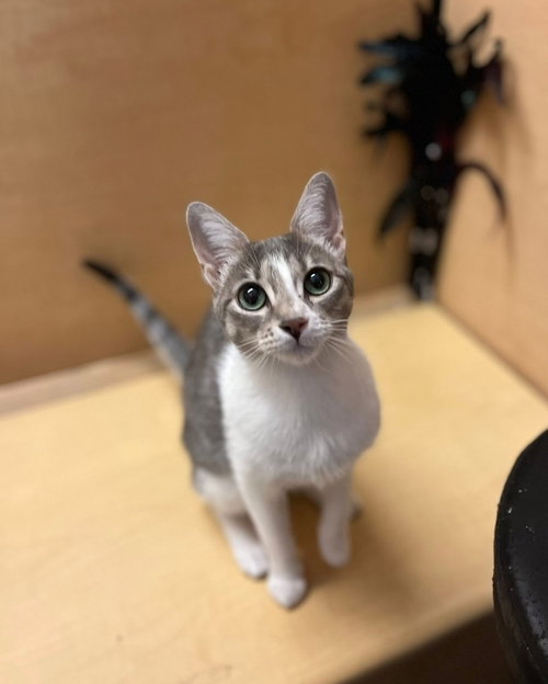 Lily (bonded with Tommy)