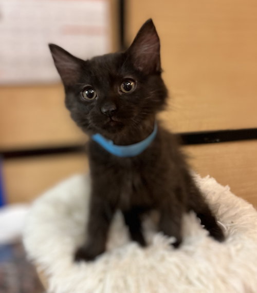 Walnut, an adoptable Domestic Medium Hair in Scottsdale , AZ