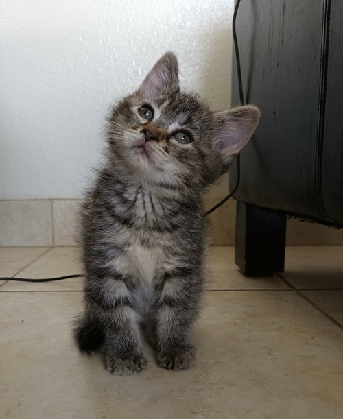 Chestnut, an adoptable Domestic Short Hair in Scottsdale , AZ