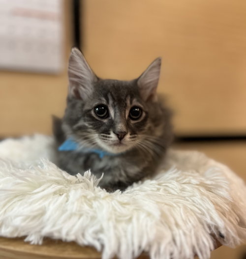 Hazelnut, an adoptable Domestic Long Hair in Scottsdale , AZ