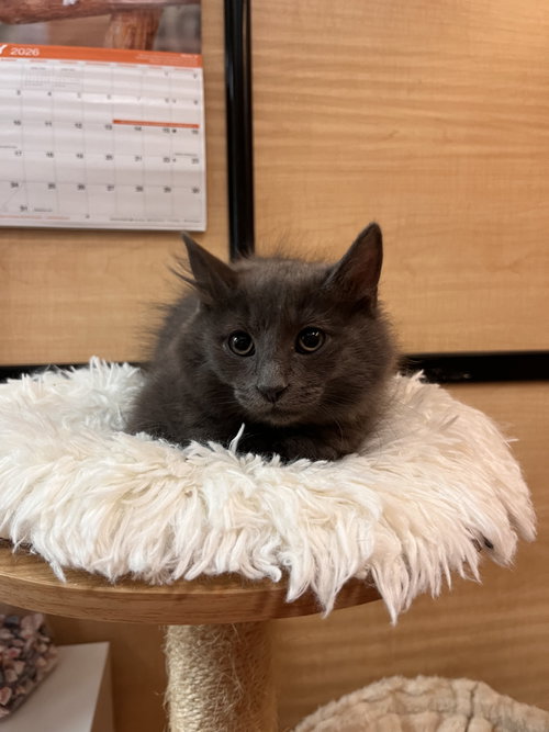Almond, an adoptable Domestic Long Hair in Scottsdale , AZ