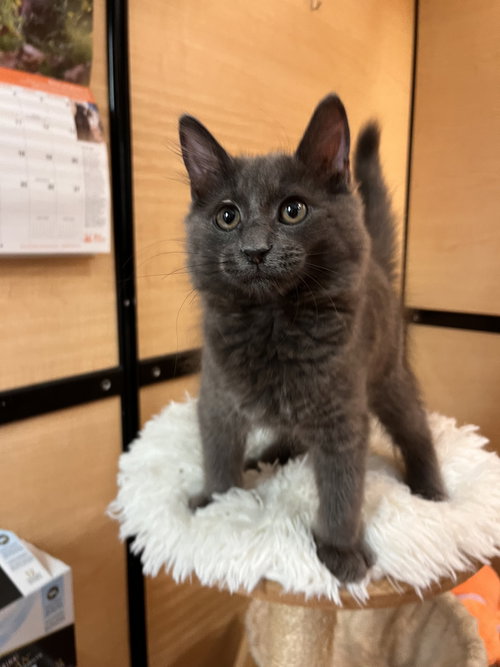 Almond, Domestic Long Hair (long coat), cat for adoption in Gilbert, Arizona