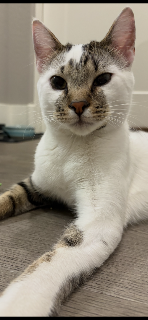 Jack, an adoptable Domestic Short Hair in Scottsdale , AZ